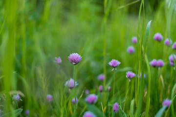 Blooming chives growing in a summer garden