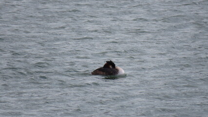 Fototapeta premium Podiceps cristatus