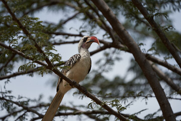 Northern Red Billed Hornbill Tockus Erythrorhynchus Portrait Africa