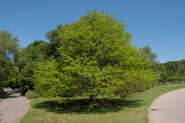 Summer Foliage of a Deciduous Bald or Swamp Cypress Tree (Taxodium distichum) with a Bright Blue Sky Background in a Garden in Rural Devon, England, UK