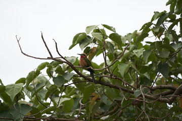 White fronted bee eater Merops bullockoides Africa Tree