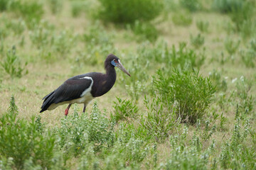 Abdims stork Ciconia abdimii white bellied family Ciconiidae Tanzania