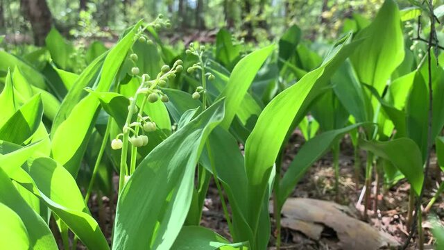 cultivated European lily of the valley with tender flowers and long green leaves on warm day against bright sunlight closeup
