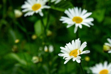 Obraz na płótnie Canvas white camomiles in the summer garden. beautiful summer flowers