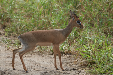 Cute Dik Dik Africa Safari Gras Wild