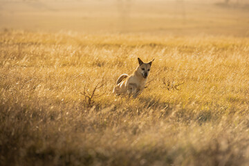dog running in a grass field in golden afternoon light