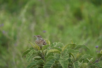 Larks passerine bird Alaudidae Tanzania Portrait Clear