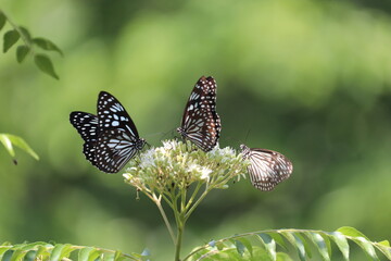 butterfly on a flower