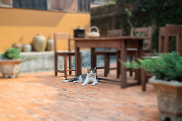 Cat chilled on brick floor background