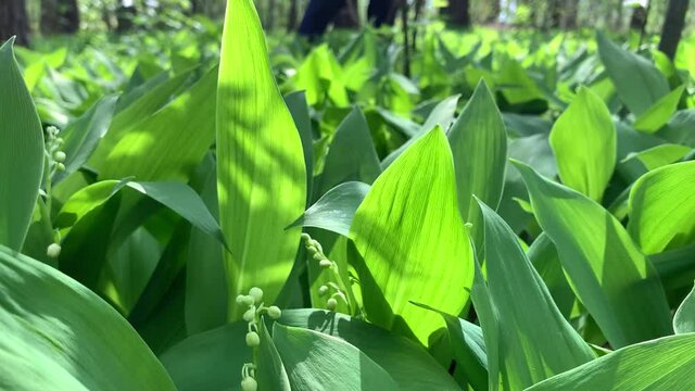boundless glade with blooming lily of the valley flowers and long lush leaves at bright sunlight on warm day closeup