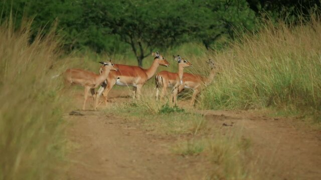 South Africa antelope
