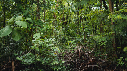 Obraz premium Fresh green deep forest