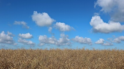 Brown canola, or rapeseed, field under a blue sky with fluffy clouds in summertime. Background.