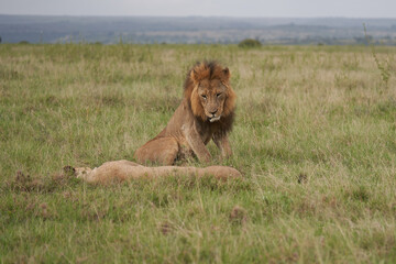 Lion and Lioness Kenya Safari Savanna Mating