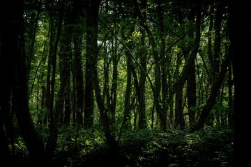 Landscape shot of a dense dark green forest