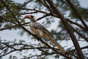 Northern Red Billed Hornbill Tockus Erythrorhynchus Portrait Africa