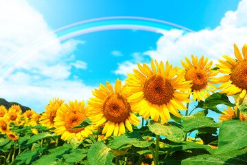 Sunflower field, blue sky and rainbow_2633