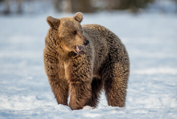 Brown bear on the snow in winter forest. Scientific name: Ursus Arctos. Wild Nature. Natural...