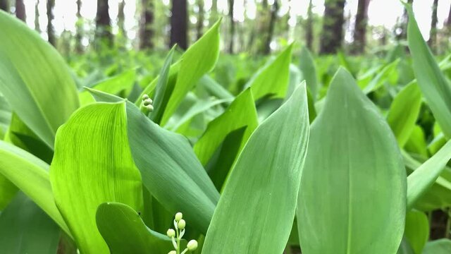 wind waves beautiful lily of the valley with green leaves and tender white flowers in forest extreme close low angle shot