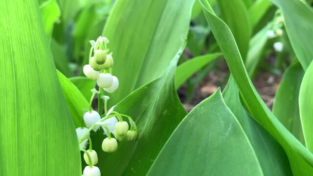 cultivated European lily of the valley with small white flower bells growing among lush green leaves extreme close view