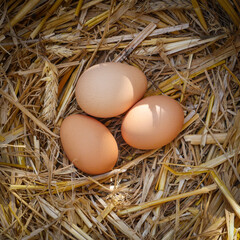 Fresh chicken eggs in hay