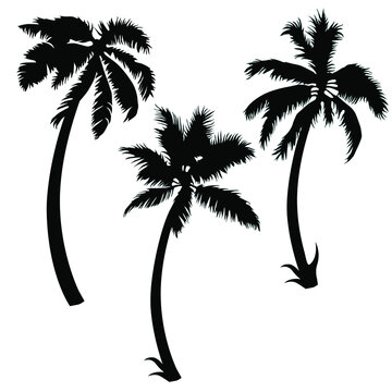 palm trees silhouette set vector illustration on white background