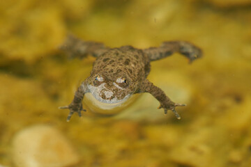 Yellow Bellied Toad Bombina Variegata Portrait Golden Eyes with Black Heart