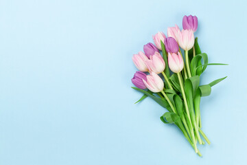 Pink tulips over blue background