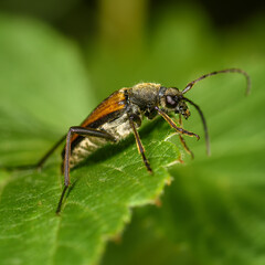 barbel beetle on a green leaf close-up, in sunlight