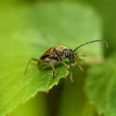 barbel beetle on a green leaf close-up, in sunlight
