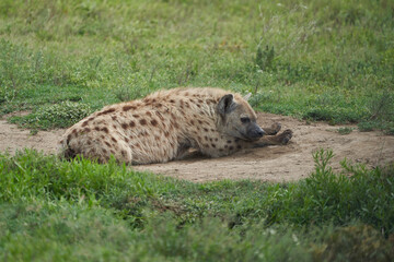 Spotted Hyaena Laughing Hyenas crocuta crocuta Safari Africa