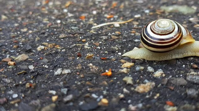 Hyperlapse of snail crawling on dark rocky path with shell on its back.