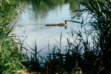 Cane et ses canetons en train de nager sur un lac
