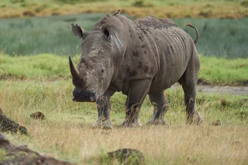 Foto op Plexiglas Rhino - Rhinoceros with Bird White rhinoceros Square-lipped rhinoceros Ceratotherium simum © rocchas75