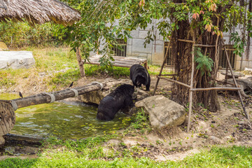 Asiatic Black Bear in the pond on a summer day
