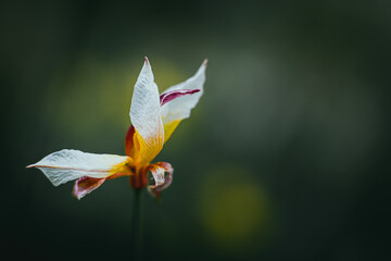 Fototapeta na wymiar Tulipe australe ou tulipa australis - Jolie fleur de montagne