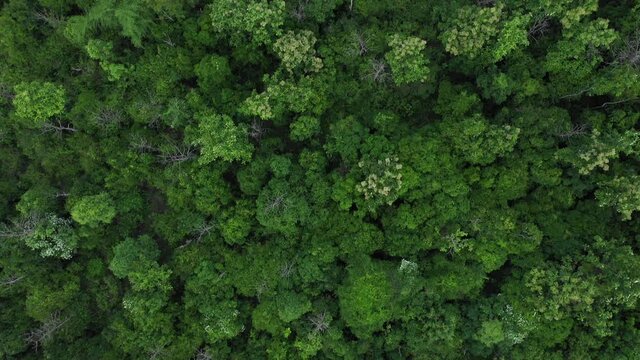 rainforest from above from a drone