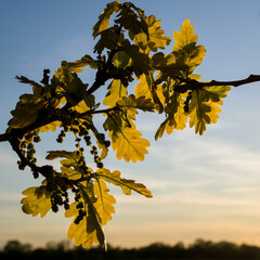 Close up oak leaves on the background of the natural pond with trees in spring during sunset in Central Russia, Vladimir Region