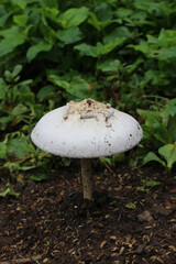 白い大きなきのこ