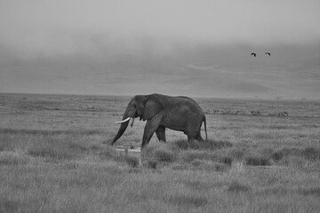 Fototapeta na wymiar Elephant Big Huge Tusker Amboseli - Big Five Safari -Baby African bush elephant Loxodonta africana
