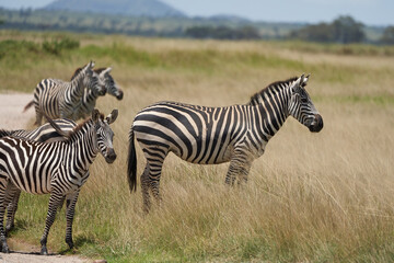 Fototapeta na wymiar Plains zebra Equus quagga- Big Five Safari Black and white Stripped