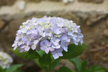 Delicate purple hydrangea flowers in summer.