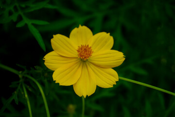 closeup tropic yellow flower with green leaf background