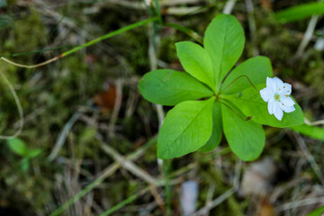clover in the forest