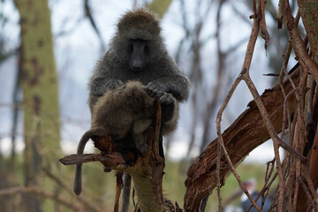 Olive baboon baby Papio anubis Anubis baboon Cercopithecidae Old world monkey