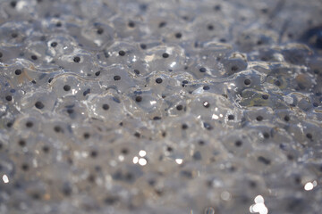 Frog Toad Spawn Texture Macro Bright Mountain Light