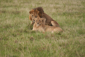 Lion and Lioness Kenya Safari Savanna Mating