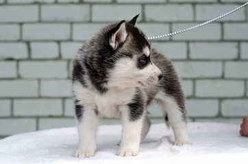 Photo of a black and white Siberian Husky puppy
