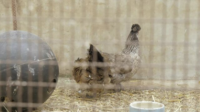 several small silk chickens indoor in a cage