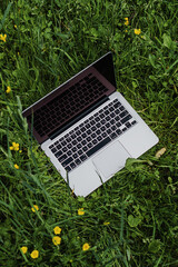 laptop stands in the park on green grass among flowers